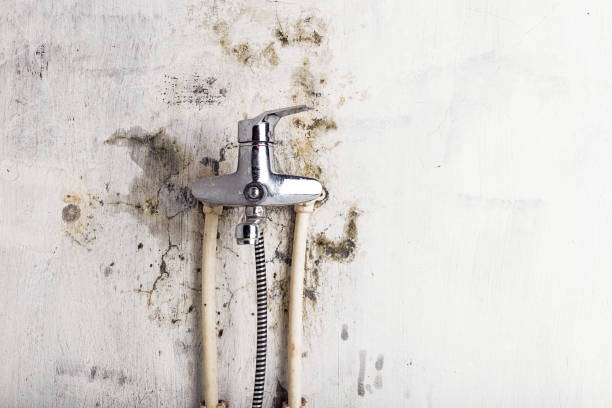 Best Professional Mold Removal  in Springhill, LA