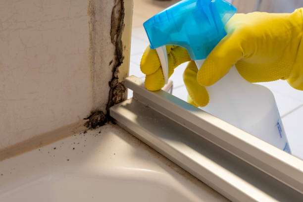 Reliable Springhill, LA Mold Removal Solutions