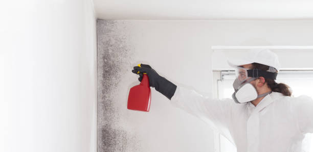 Best Mold Removal Company Near Me  in Springhill, LA