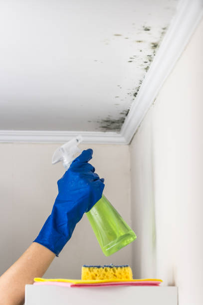 Best Local Mold Removal Service  in Springhill, LA